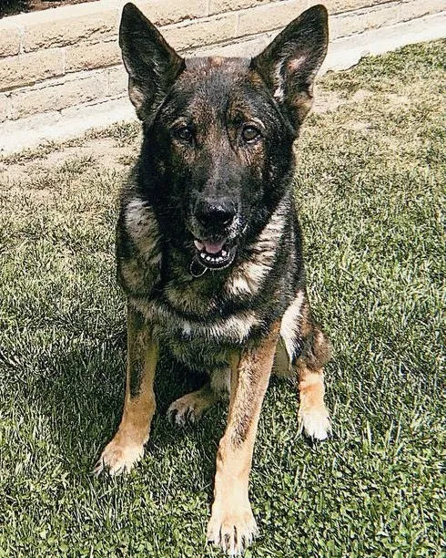 K9 Bruno