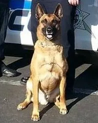 K9 Jag