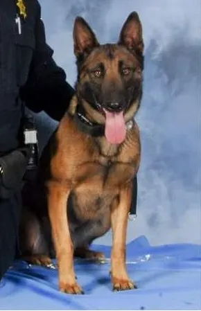 K9 Lyka