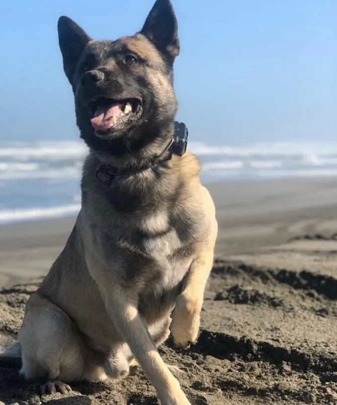 K9 Mako