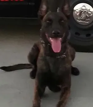 K9 Nitro